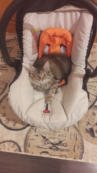 Котолюлька 🙈😂