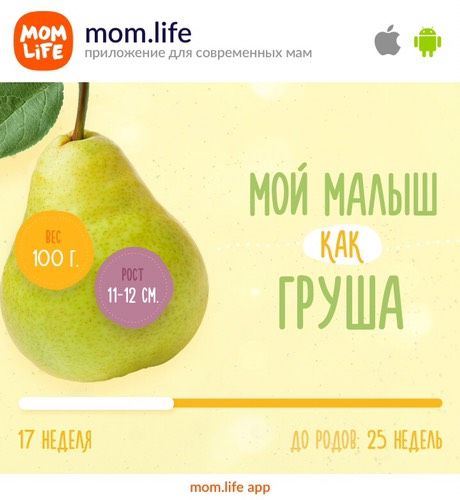 16 недель
