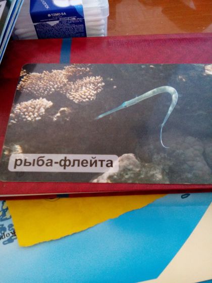 Атлантический океан.