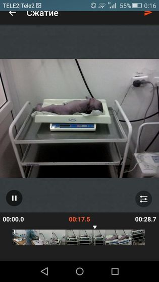 Моя вторая кровинушка выросла(((