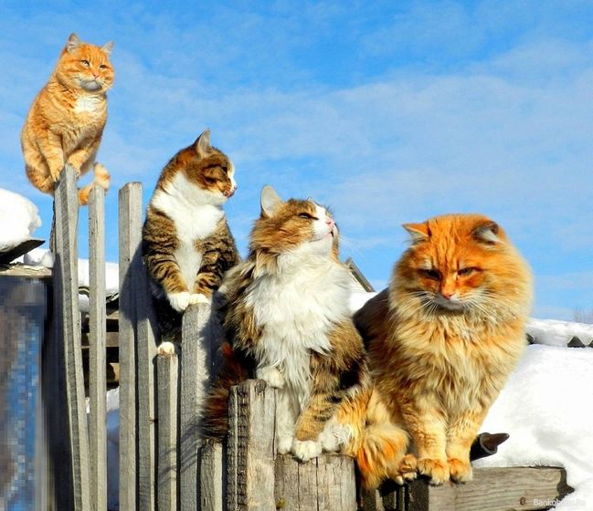 Весенние коты . Посвящается всем кто любит котиков ))))