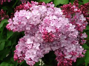 Планы на май (пятый месяц)