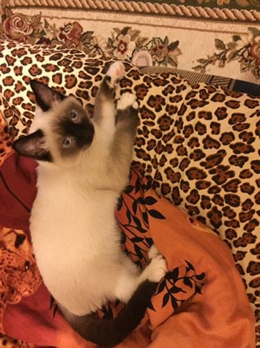Взяли котёнка,когда первая дочка