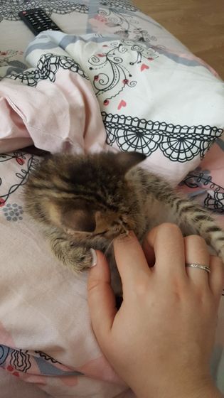 Мимиметр))