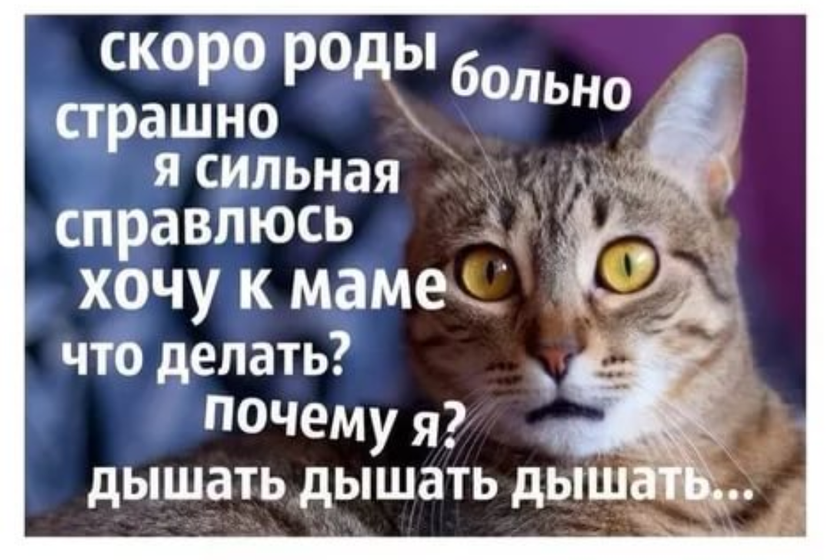 50 дней до ПДР или 33 недельки?
