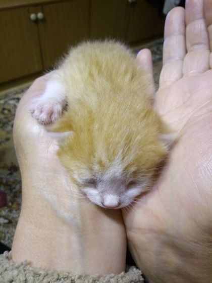 Знакомьтесь- это Василий Котофеевич😽😺😻