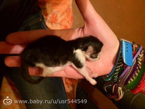 Если вы нашли новорожденного котенка. Есть фу-фушные для кого-то фото!