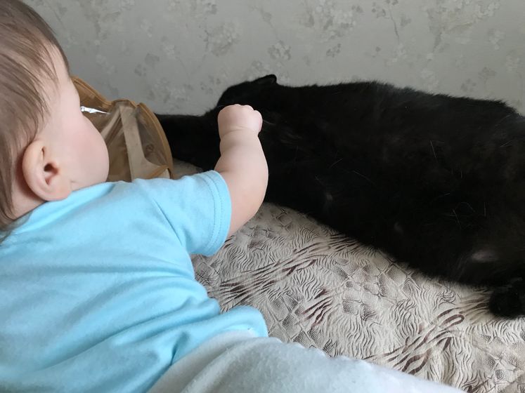 Поедание шерсти кота🤦🏻♀️