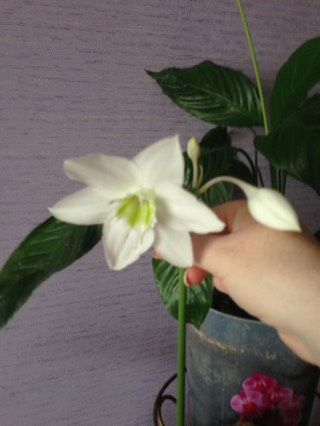Девочки, подскажите название цветка