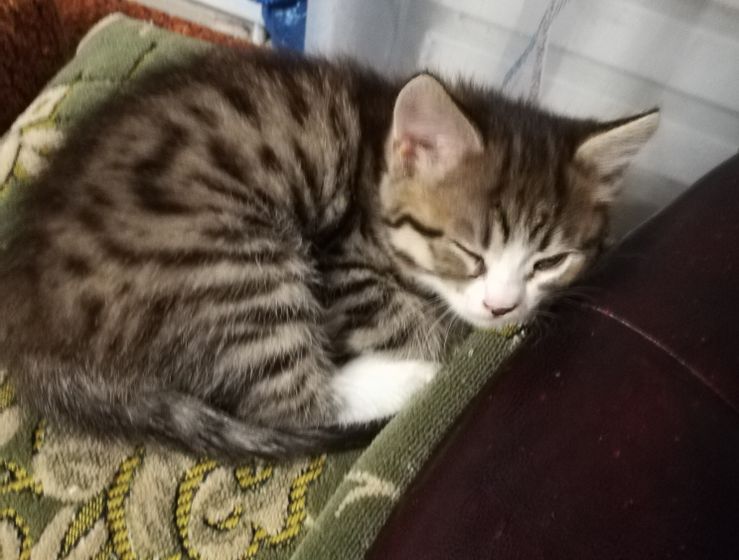 Про котят. Пост с фото и порассуждать