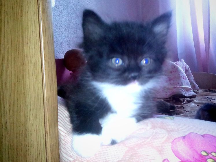 Три кота, три хвоста😻