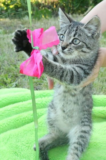 Котеночек