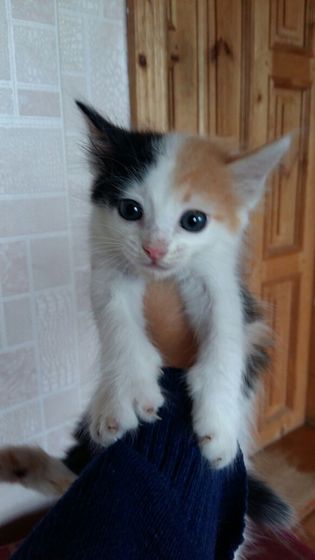 Девочки хватаем котеек.