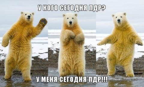 Привед медвед!