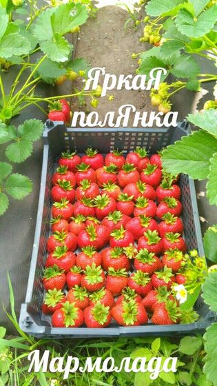 Рубиновый кулон