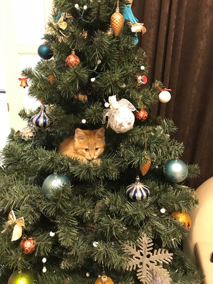 Новый жилец в нашем доме)))