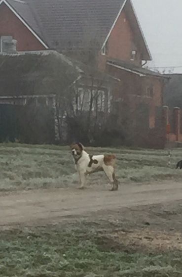 Собака на улице
