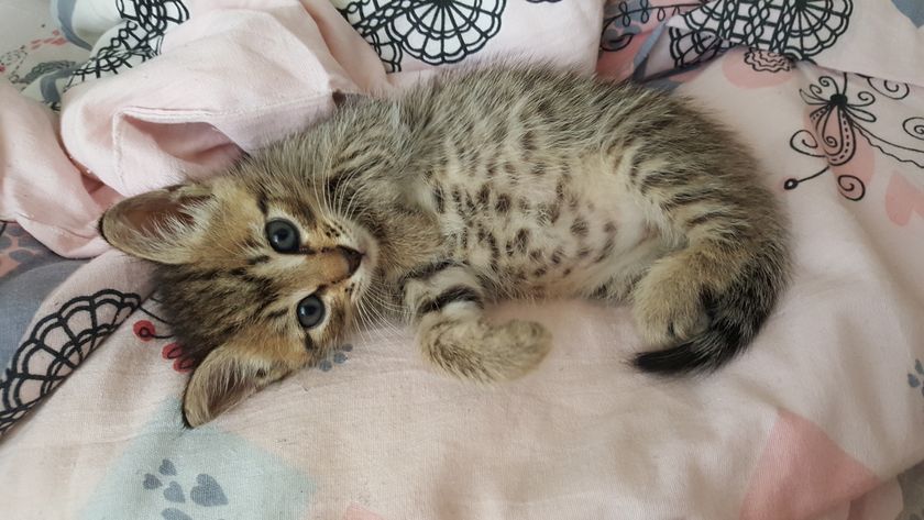 Мимиметр))