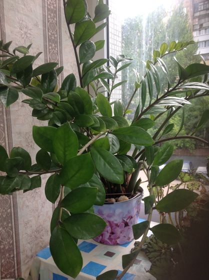 Домашние растения 🌱 все, кто в них разбирается, зайдите плиз
