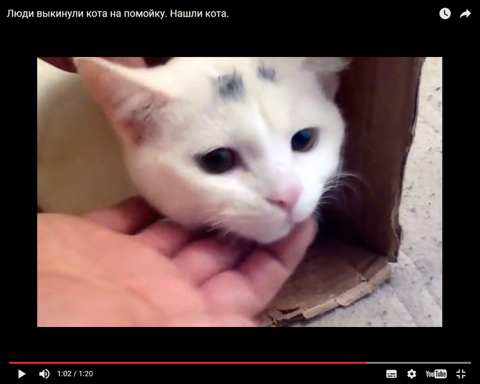 Люди выкинули кота на помойку. Нашли кота.