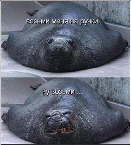 Когда беременна