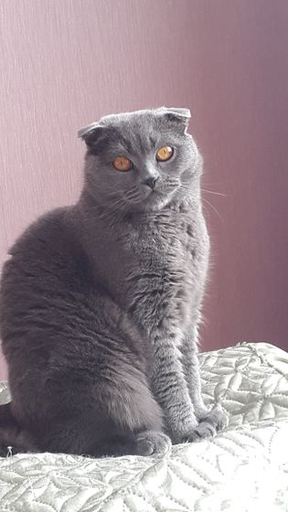 Домашние питомцы)))