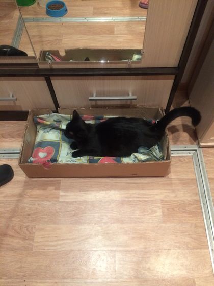 Моя кошка родила☺️У нас в семье приплод.