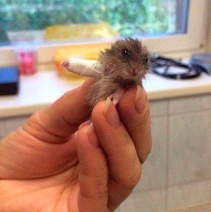 Ой я не могу!?