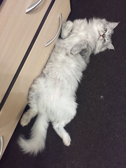 Кот ?