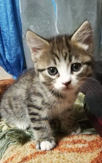 Про котят. Пост с фото и порассуждать
