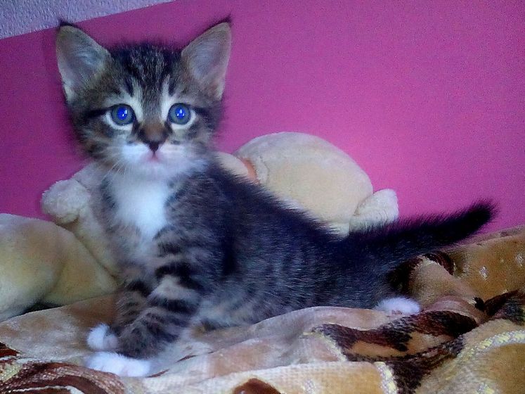 Три кота, три хвоста😻