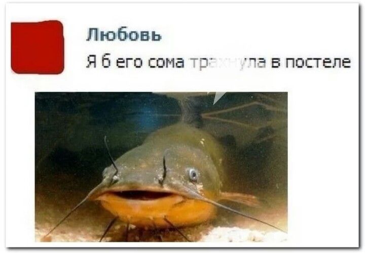 Не трогайте сома ??