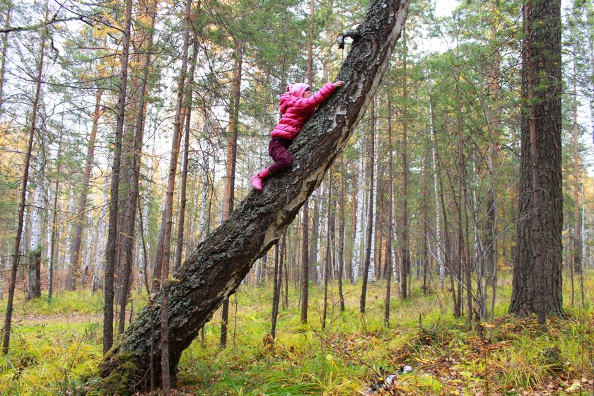 радость в буднях. Много леса и Маши