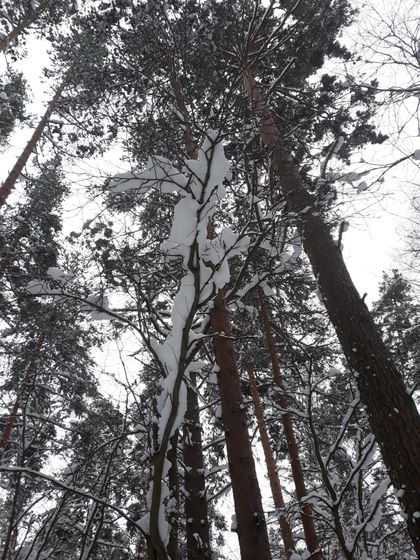 День четвертый в снежной сказке ❄❄❄