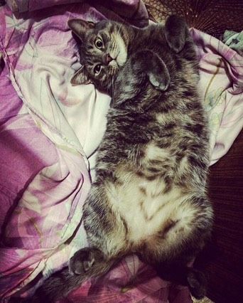 Кот ?