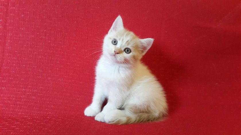 Ташкент! Продаю котиков!