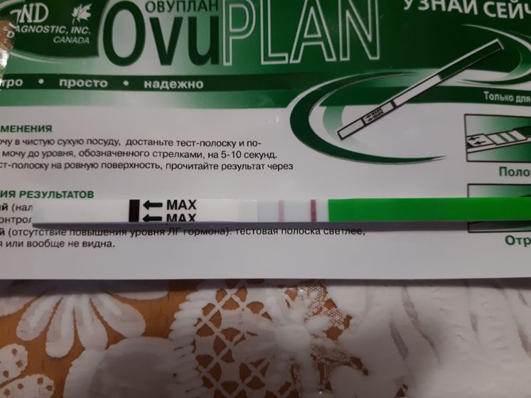 Овуляция