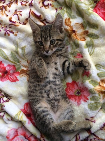 Отдам котёнка
