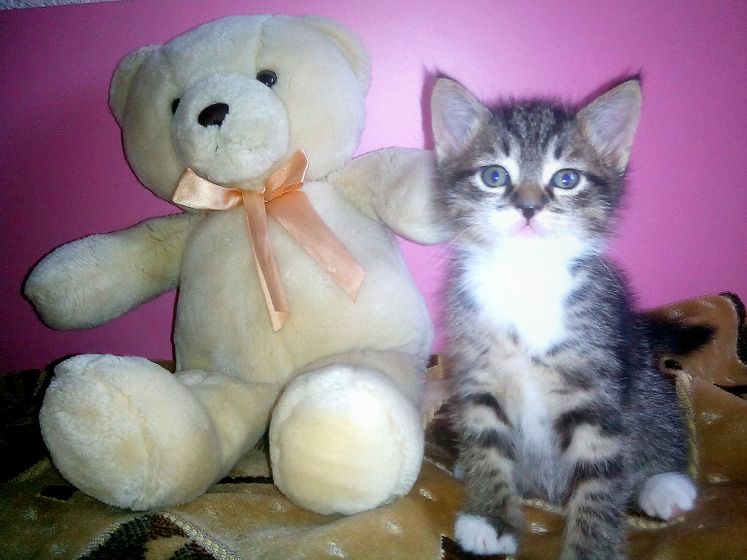 Три кота, три хвоста😻