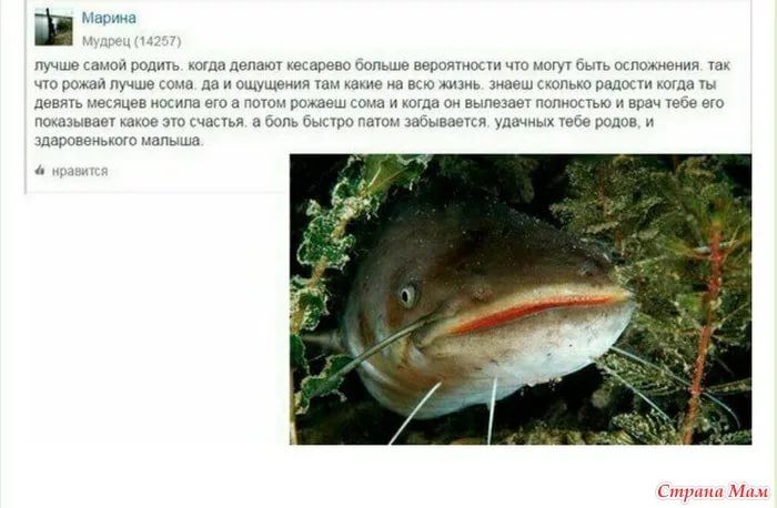 Меня штырит от этих сомов сегодня????
