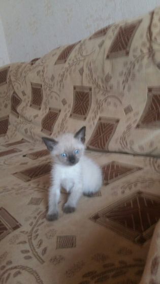 Девочки хватаем котеек.