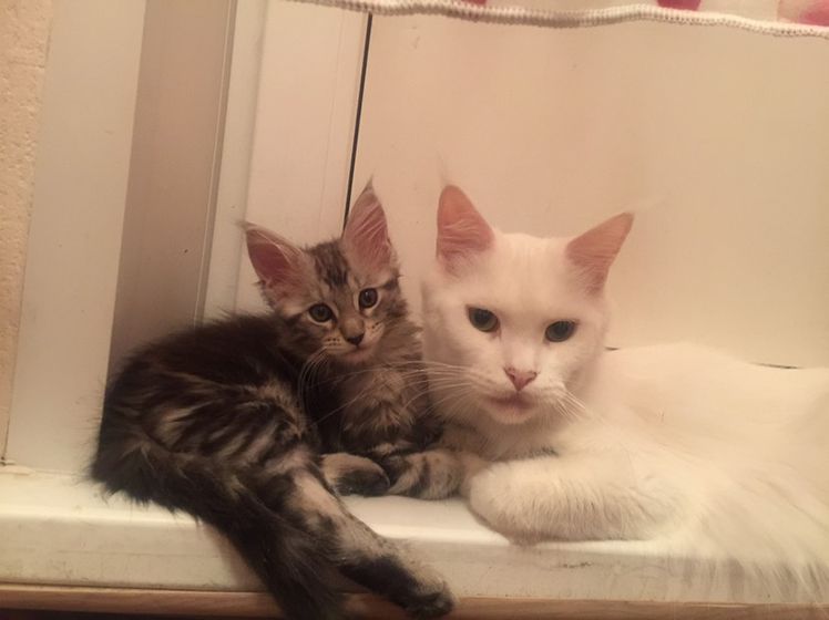 Котёнок МЕЙНКУН Красноярск дешего
