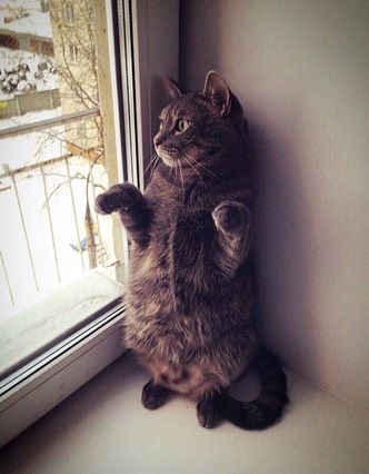 Кот ?