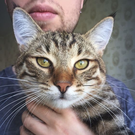Кот боится мужа! Что делать?!
