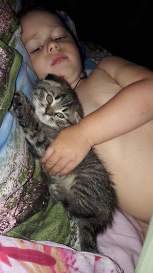 Завели котенка, искали шотландского