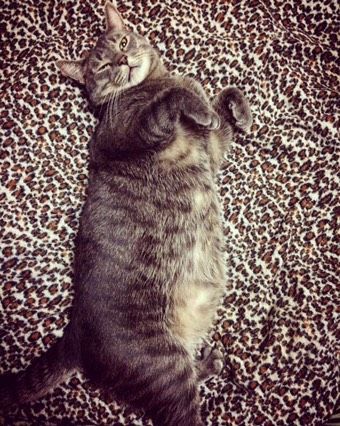 Кот ?