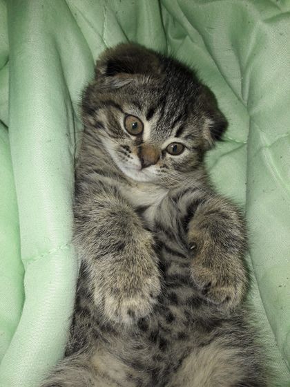 Завели котенка, искали шотландского