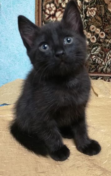 Про котят. Пост с фото и порассуждать