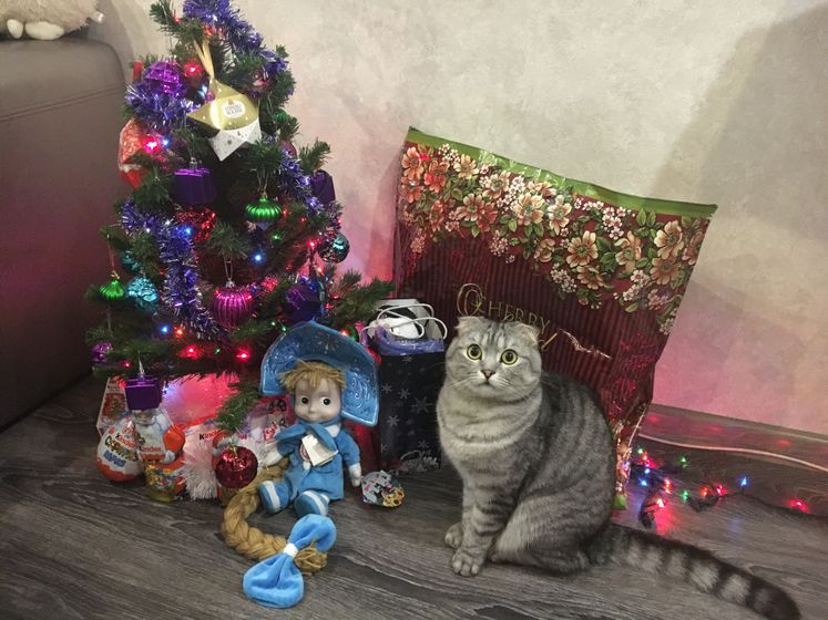 Чёрные точки у кота