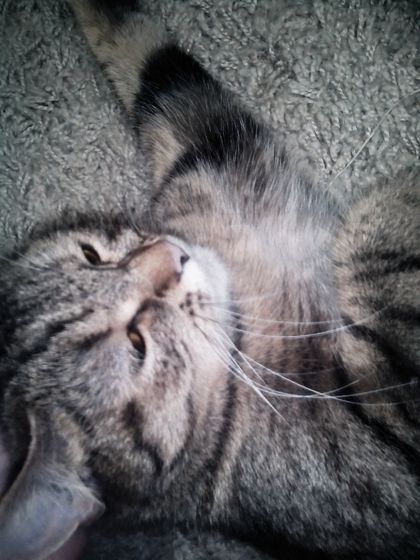 Котейки